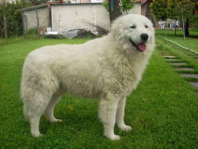 Pastor de Maremma o Cane da pastore Maremmano-abruzzese