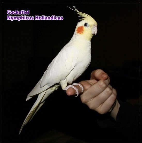 Catatan Burung Mengenal Burung Eksotik Cockatiel