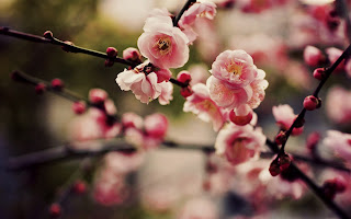 Pink Cherry Blossoms Sakura and Branchs HD Nature Wallpaper