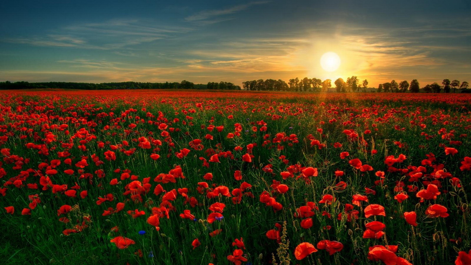 http://4.bp.blogspot.com/-FqUti_I8k8Y/Tf0DKJ2stEI/AAAAAAAAAL4/P6PFkxG7ORE/s1600/Sunny%2BSky%2BHD%2BWallpaper.jpg