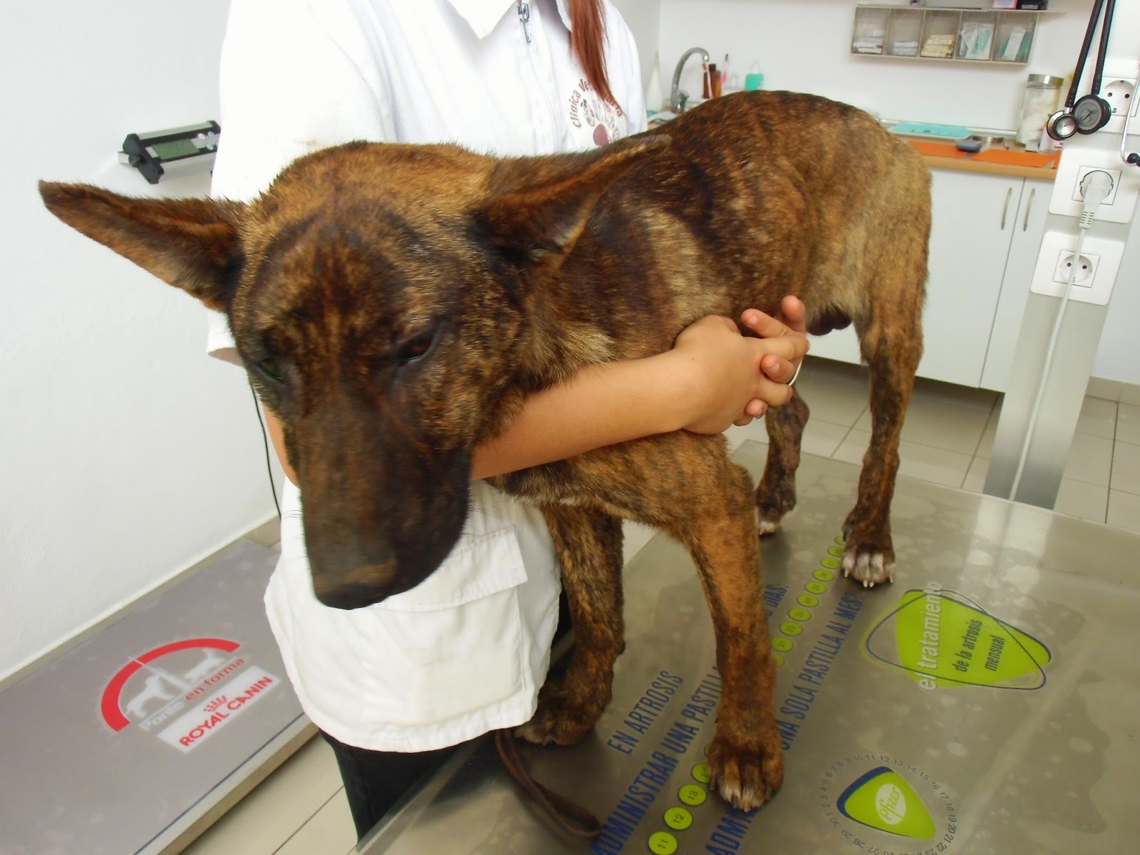 NOTFELLCHEN AUF TENERIFFA