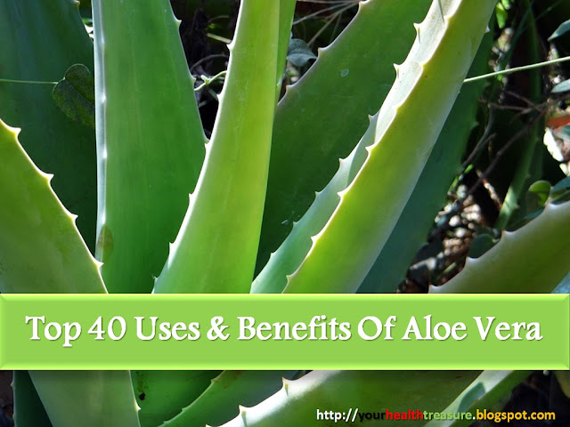 7 Amazing Benefits And Uses For Aloe Vera photo foto 7 Amazing Benefits And Uses For Aloe Vera