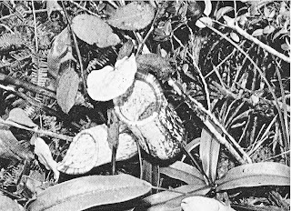Gambar 17 : Tumbuhan kantung semar