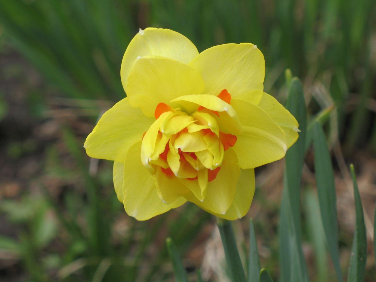 mears garden Picture Contest Week 10January 29, 2012 Garden Excitement