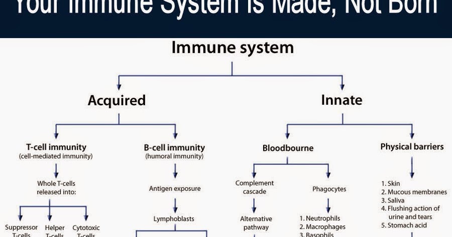 Medical Laboratory and Biomedical Science: Your Immune System Is Made