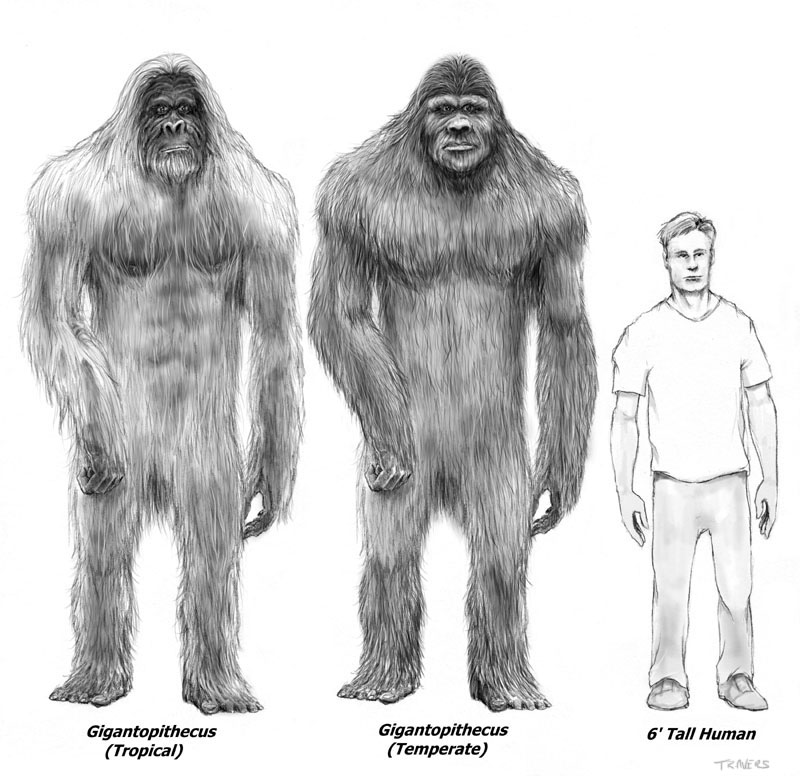 Drawings Of Sasquatch