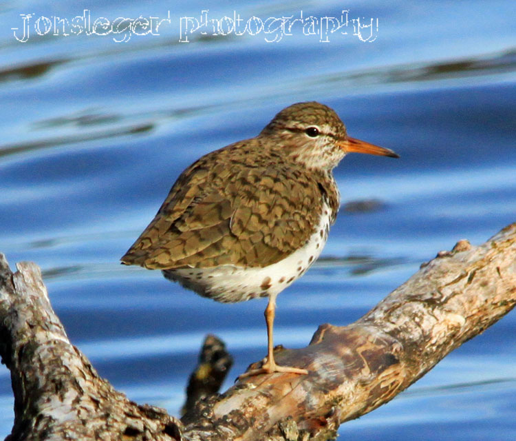 Northern Illinois Birder Spotted Sandpiper Late April Migration to Northern Illinois