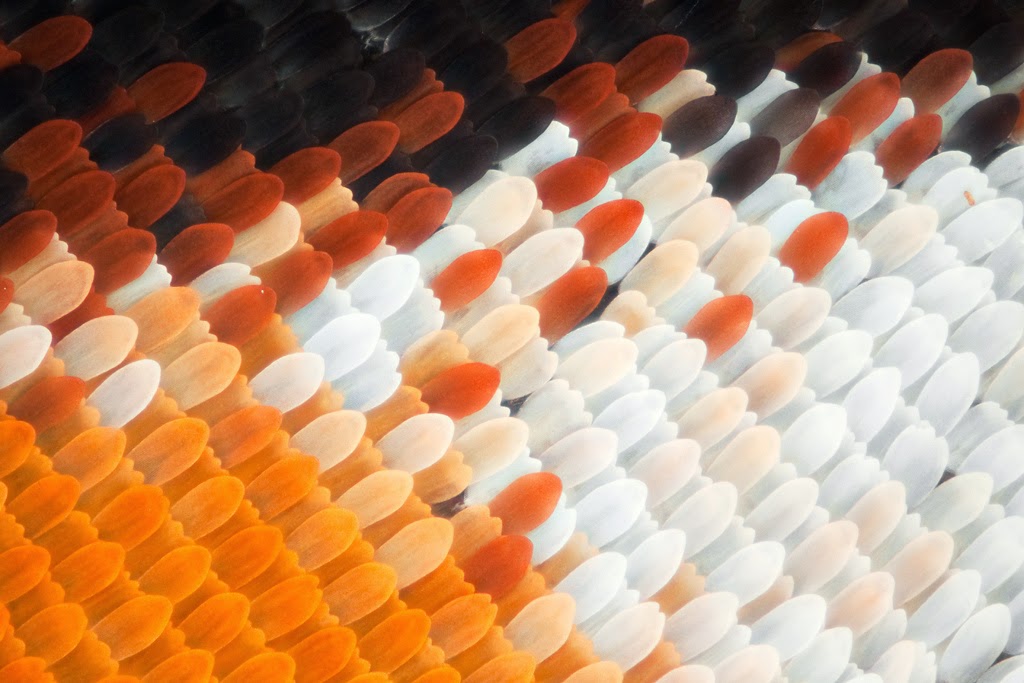 Monarch butterfly wing under the microscope