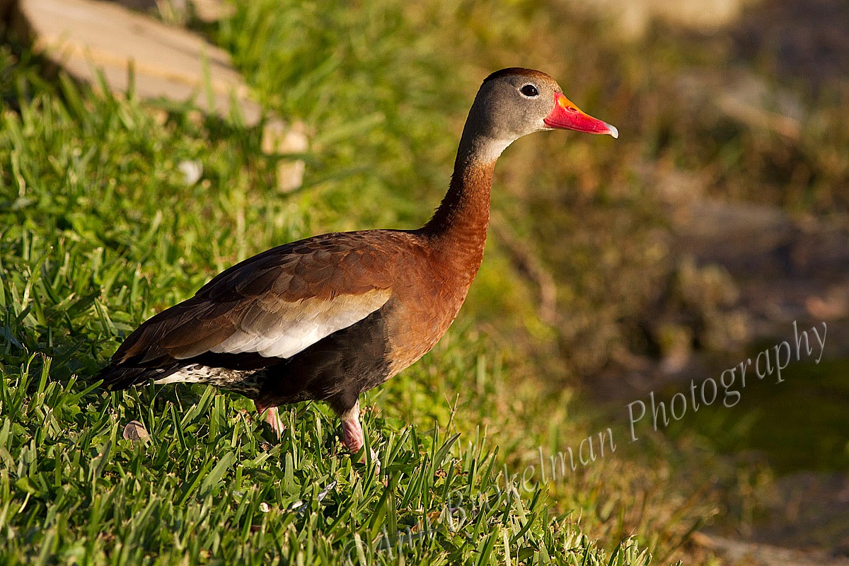 Ann Brokelman Photography Black bellied Whistling Duck in Titusville