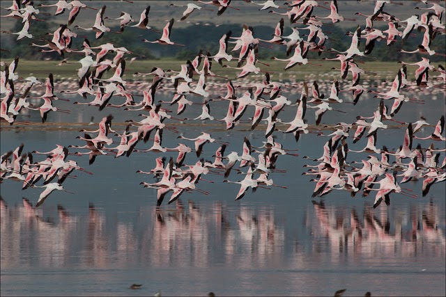 lago natron fenicotteri rosa tanzania