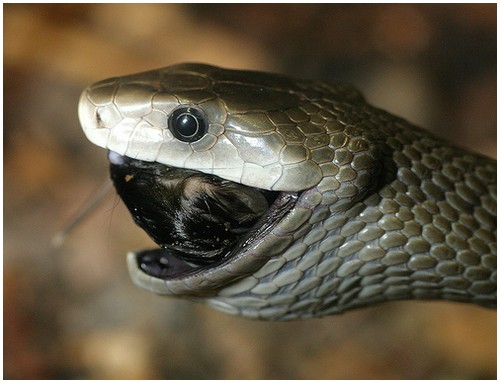 Top 16 Most Dangerous BLACK MAMBA Snake Wallpapers In HD