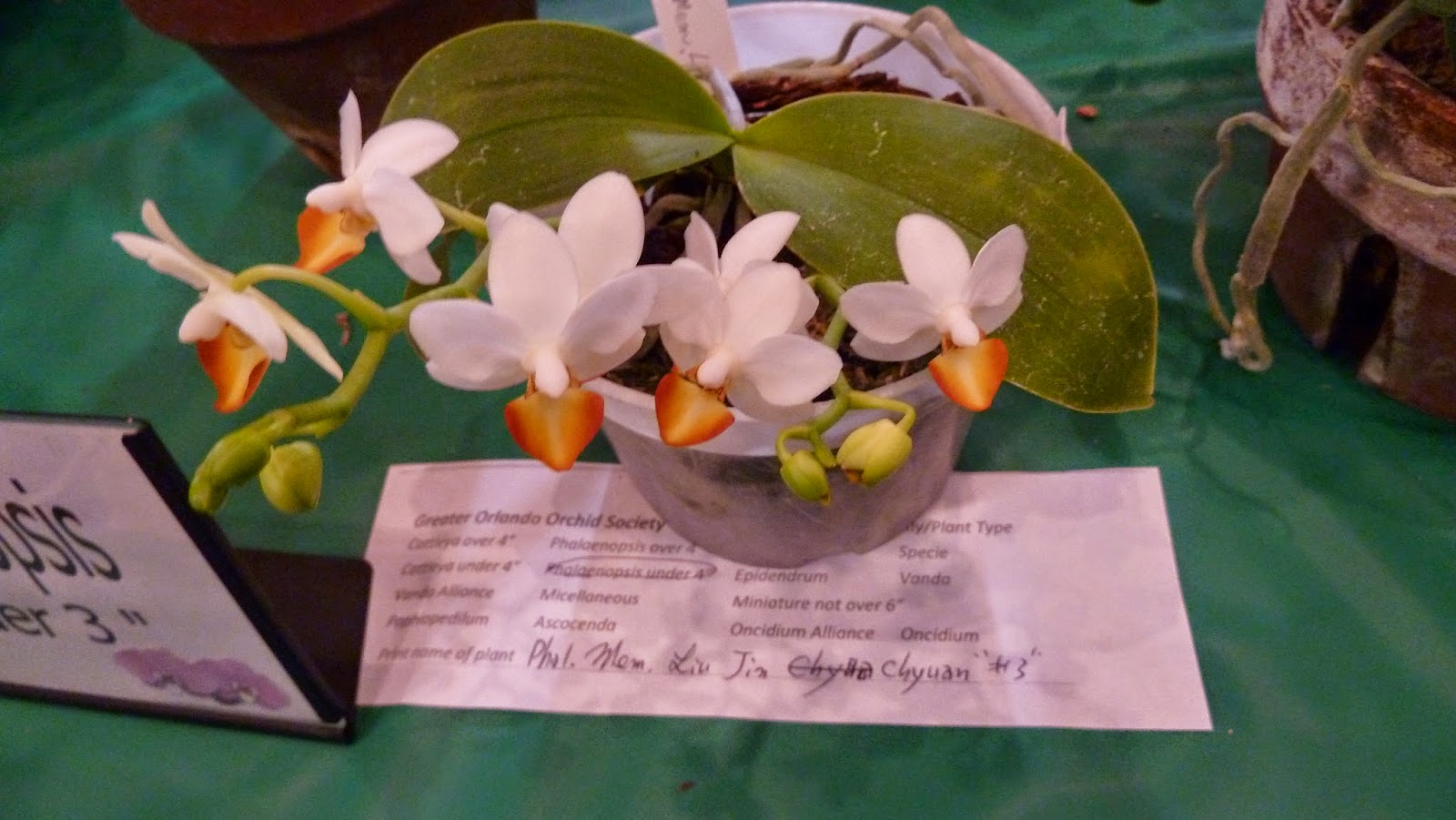 Hooray! Plants! Pictures From The Greater Orlando Orchid Society's