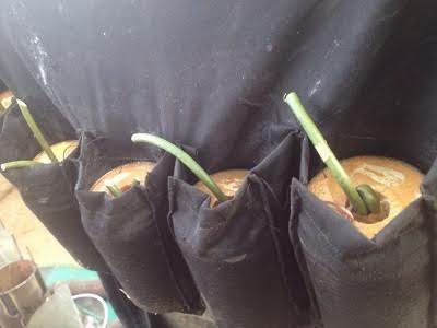 suicide bomber