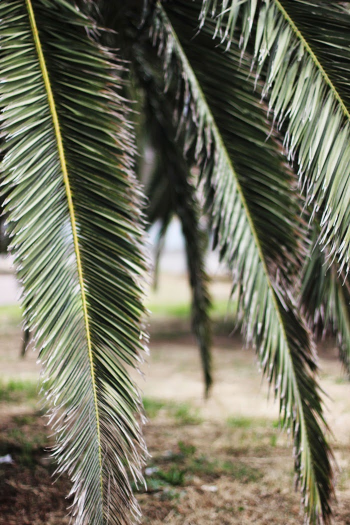 gabrielegz ITALY PALM TREES EVERYWHERE