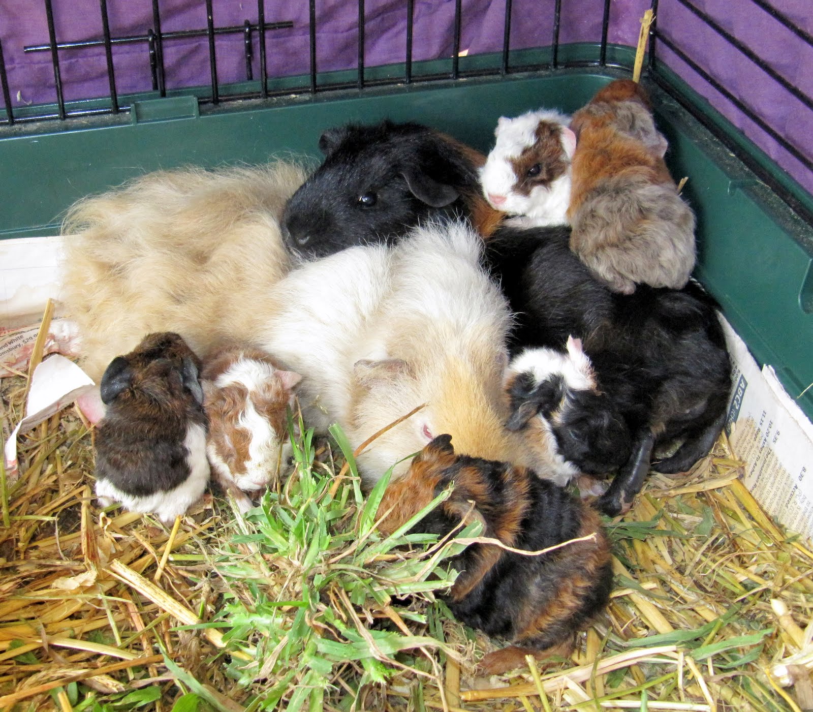 All Things Guinea Pig Lavender Mist's litter