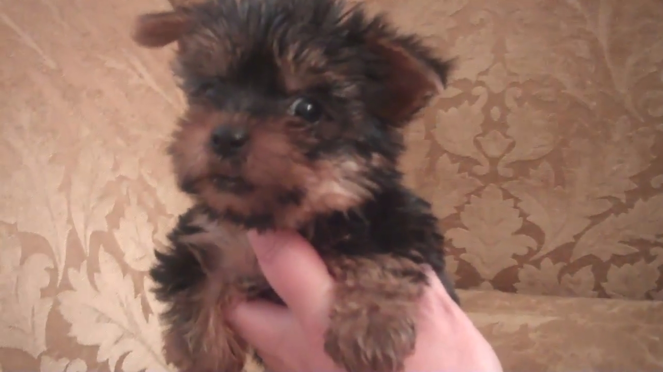 when do yorkie puppies calm miniature boston terrier puppy for sale breeds picture when do yorkie puppies calm miniature boston terrier puppy for sale breeds picture