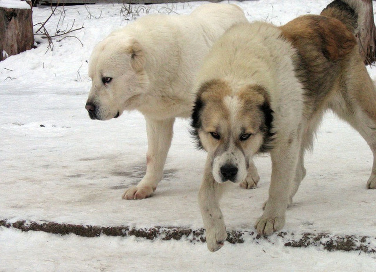 central asian shepherd central asian shepherd pictures central asian shepherd puppies for breeds picture central asian shepherd central asian shepherd pictures central asian shepherd puppies for breeds picture