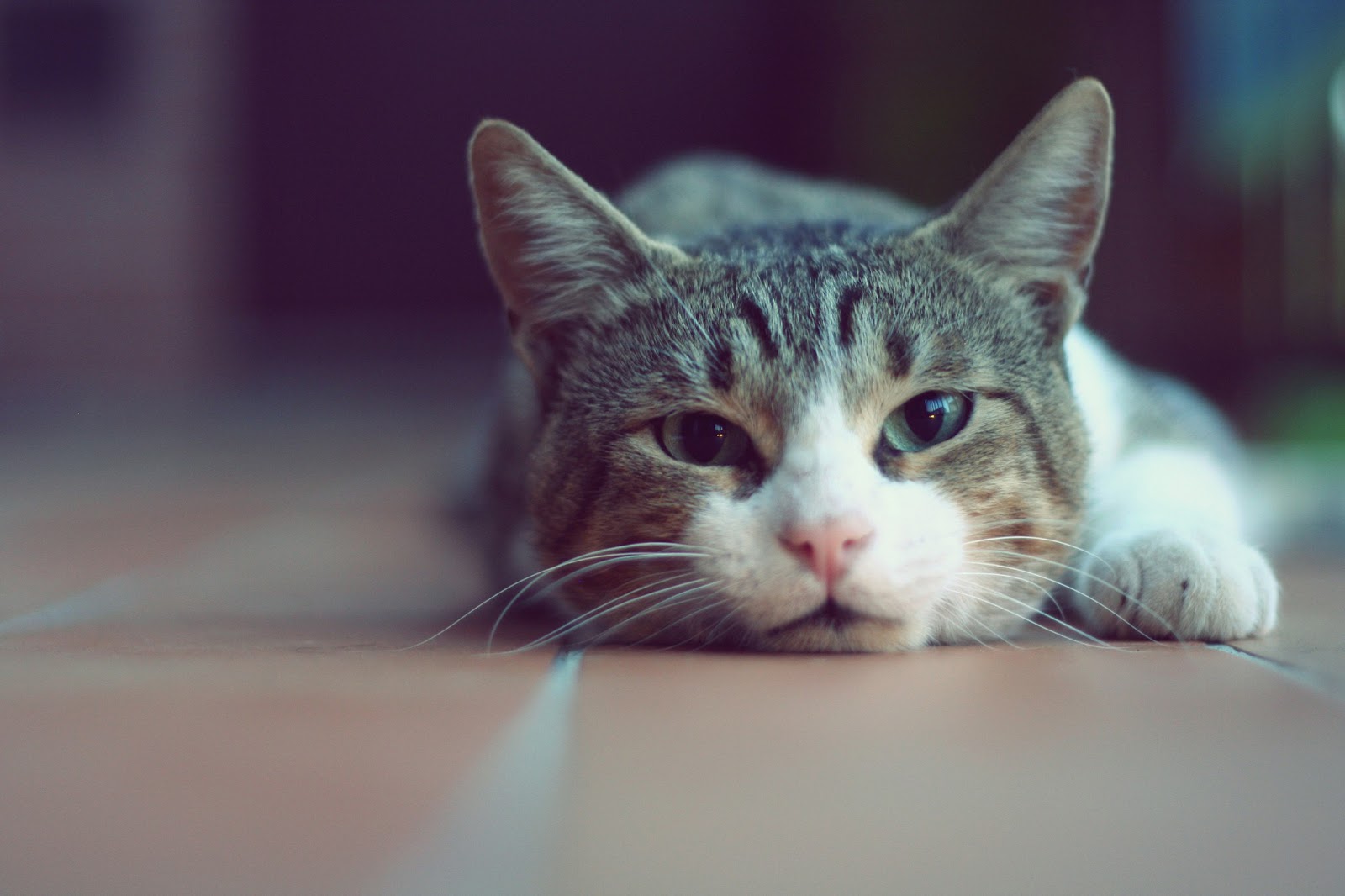 Manyak kedi resimleri , fotoğrafı , wallpaper , duvar kağıdı
