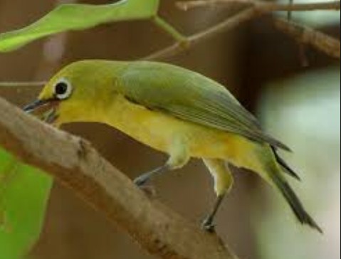 Trik Ampuh Membedakan Jantan Dan Betina Burung Pleci Kacamata