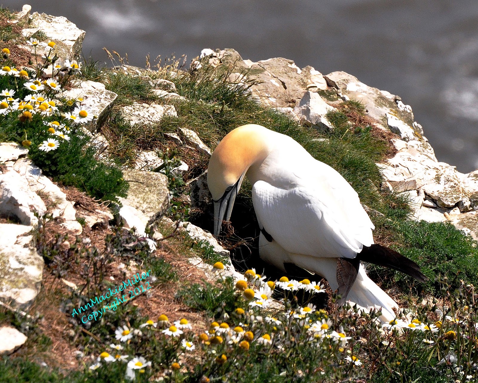 Gannet collecting grass to freshen their nest Gannet collecting grass to freshen their nest