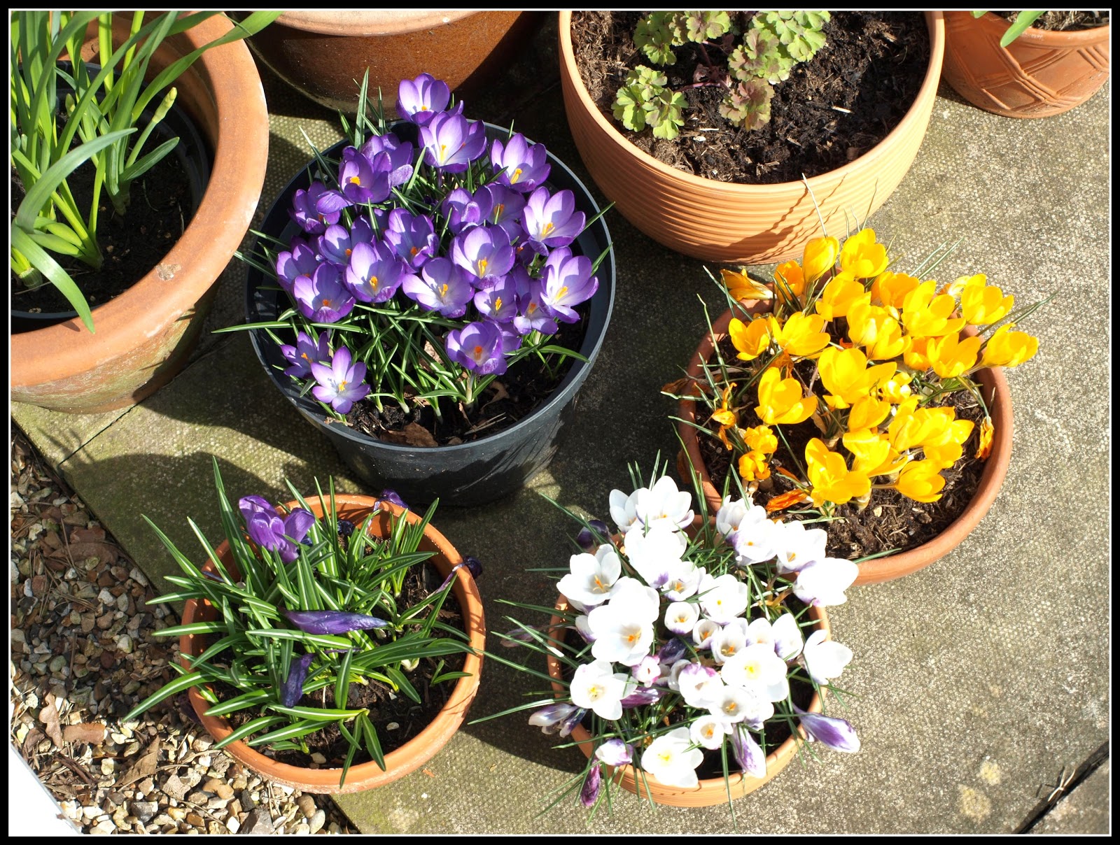 Mark's Veg Plot Longlasting flowers