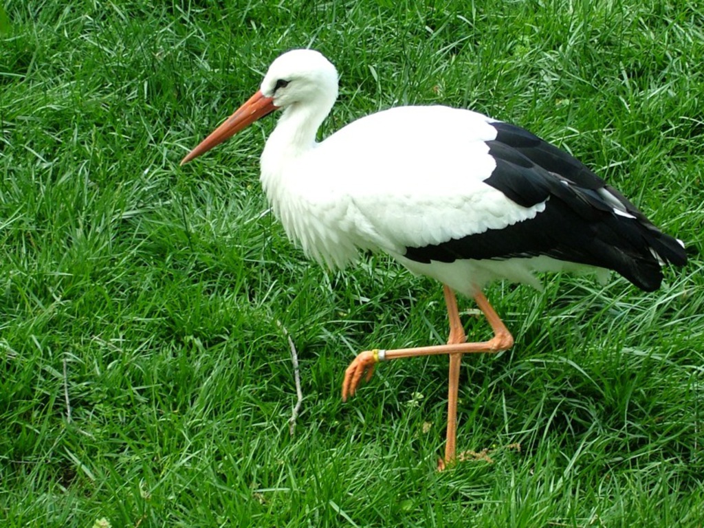 HD Wallpapers Desktop: Stork HD Wallpapers