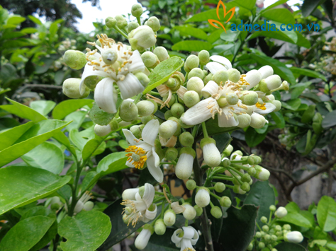 hương hoa bưởi hương hoa bưởi