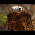 Deadly Cape Cobra 1 bite can kill up to 6 people