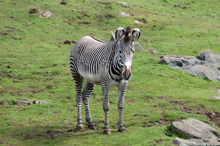 Zebra photographs