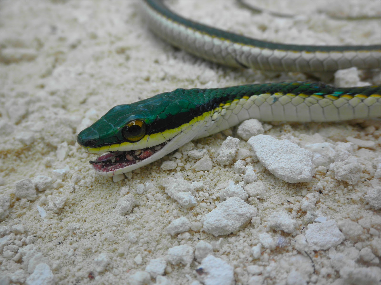 Moment to Moment Snakes and compost