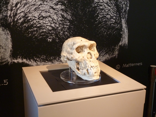 Restos humanos del yacimiento de Dmanisi