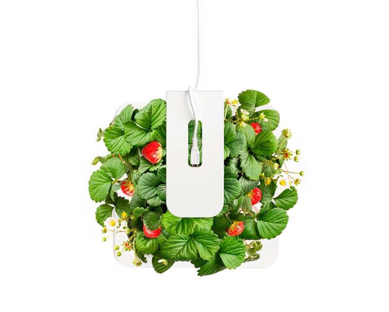 Macetero Smartpot plantas aromáticas con tan solo un clic