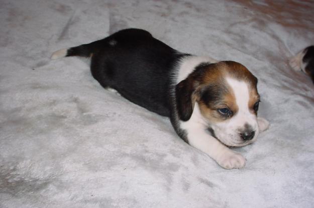 beagle puppy for sale beagle for sale photograph beagle dogs for sale beagle pu beagle puppy for sale beagle for sale photograph beagle dogs for sale beagle pu