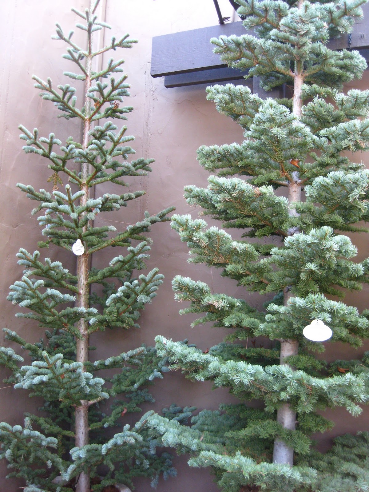 silver tip artificial tree 28 images artificial silver tip artificial tree 28 images artificial