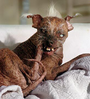 Funny DOG Pictures