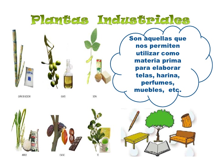 Plantas de la vida Plantas de la vida