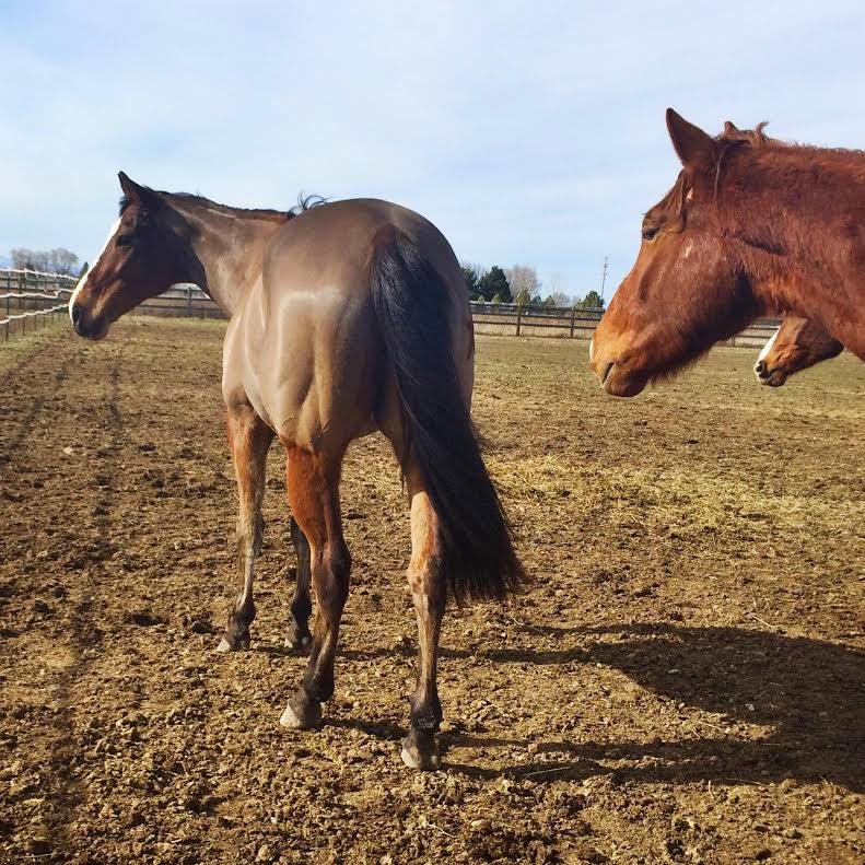 SprinklerBandits Teach Me Tuesday Thin Skinned Horses