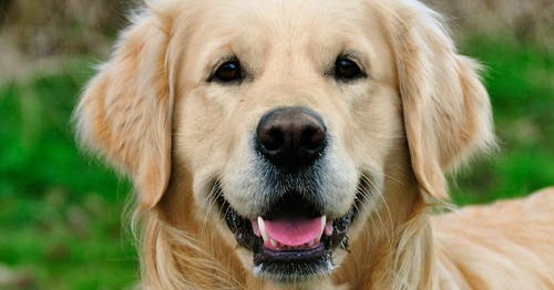 Köpek Cinsleri Ve Özellikleri Golden