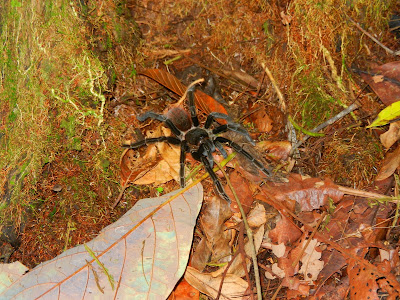 Panama Red-rumped Tarantula Panama Red-rumped Tarantula