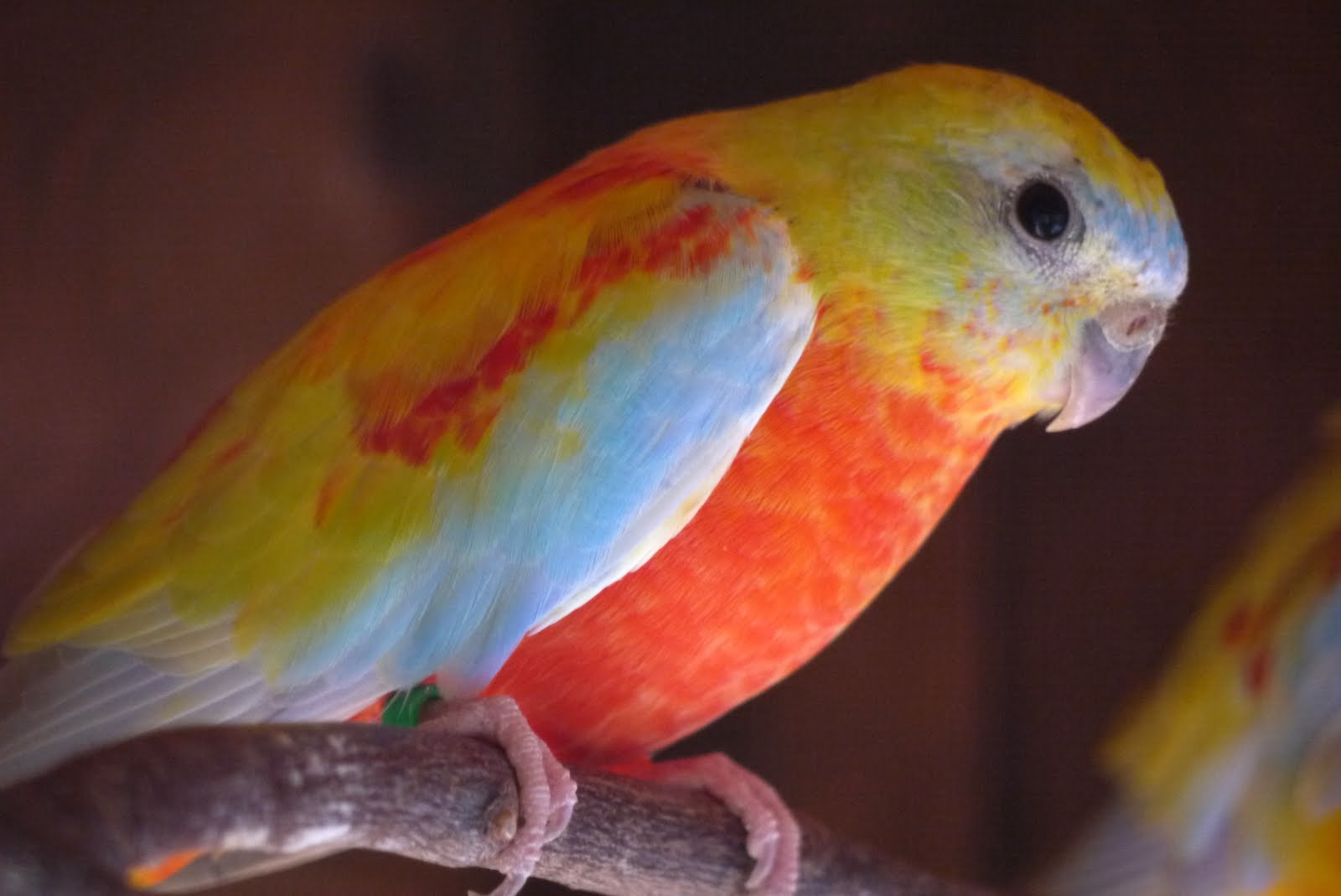 Grassparakeet photo blog Sexing the yellow opaline turquoisine beak