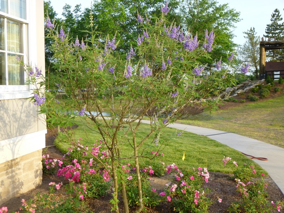 Garden of Aaron Inspired by Vitex at 2013 Southern Living Idea House