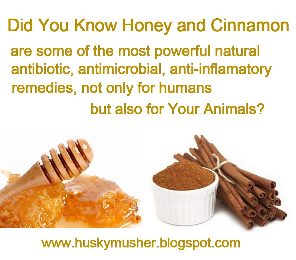 dogs and cinnamon katerina s journal healing your naturally with dogs and cinnamon katerina s journal healing your naturally with
