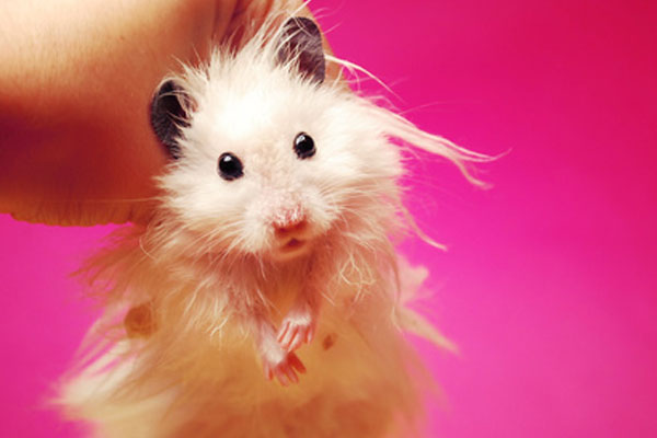 Teddy Bear Hamster Black And White Teddy Bear Hamster Black And White