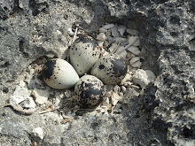 Splotchy plover eggs blend with