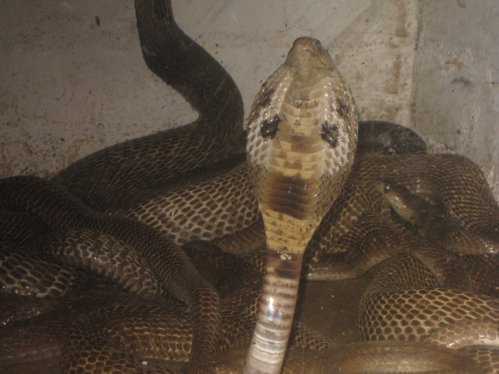 Raj's Images Baby King Cobra