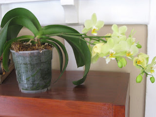 Orchid.JPG