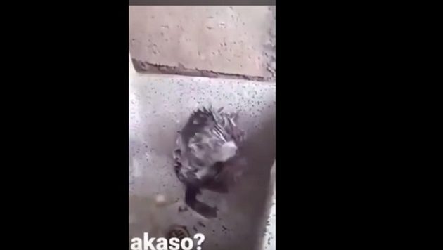 Αρουραίος πλένεται σαν άνθρωπος σε νιπτήρα στο Περού (βίντεο) Αρουραίος πλένεται σαν άνθρωπος σε νιπτήρα στο Περού (βίντεο)