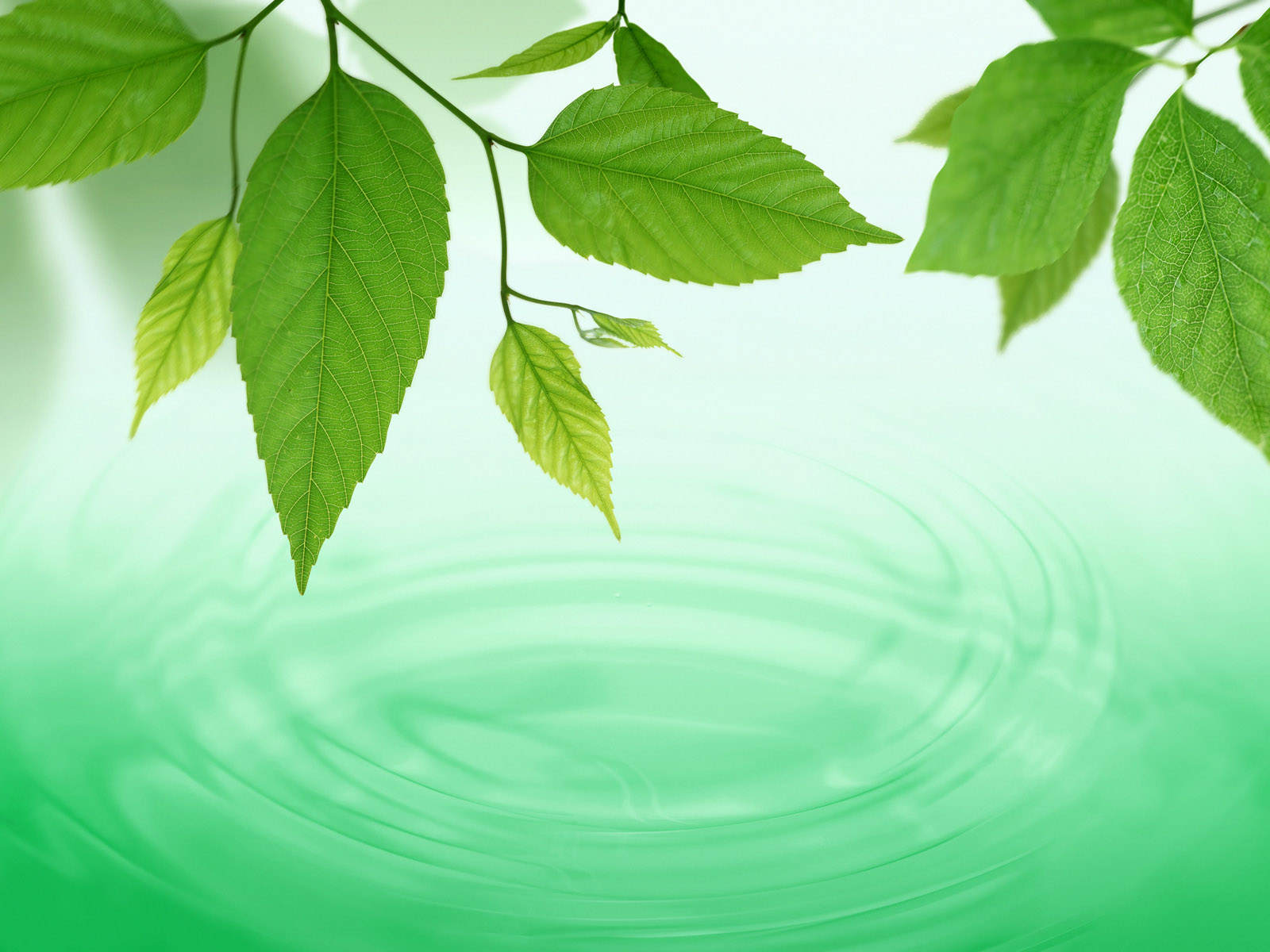 Download 6000 Wallpaper Animasi Daun HD Paling Keren Download 6000 Wallpaper Animasi Daun HD Paling Keren
