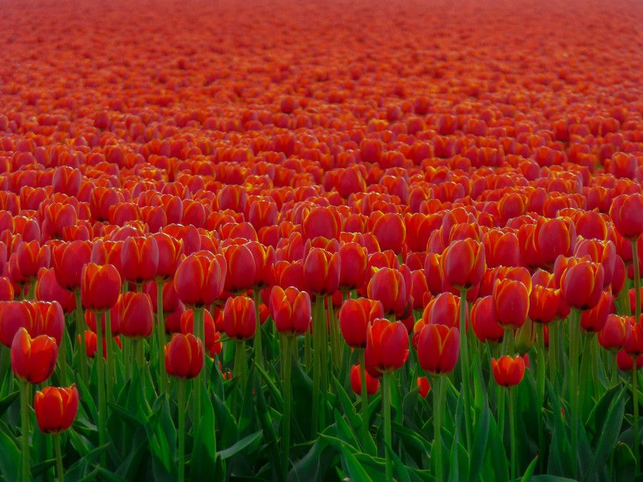 25. Tulip Ocean by Daniel Serpara 25. Tulip Ocean by Daniel Serpara