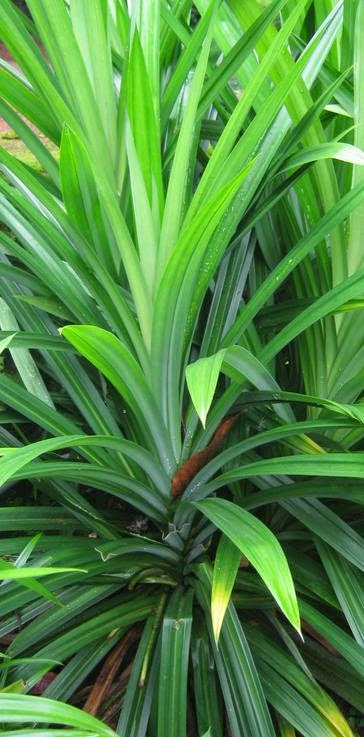 Tumbuhan Daun Pandan Wangi